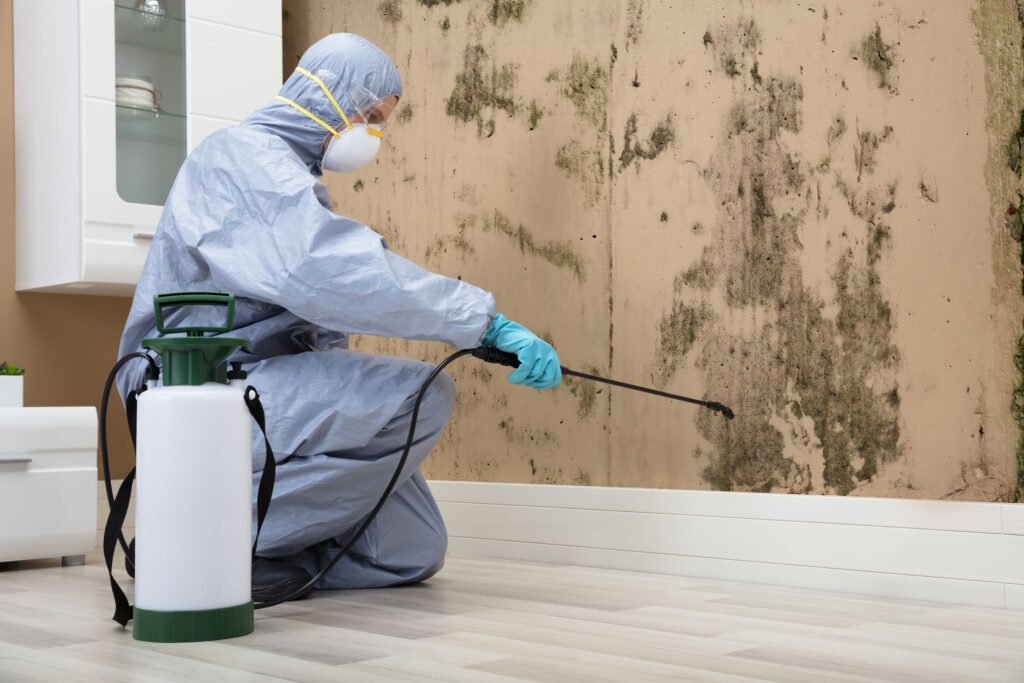 10 Signs You Need Mold Removal Services