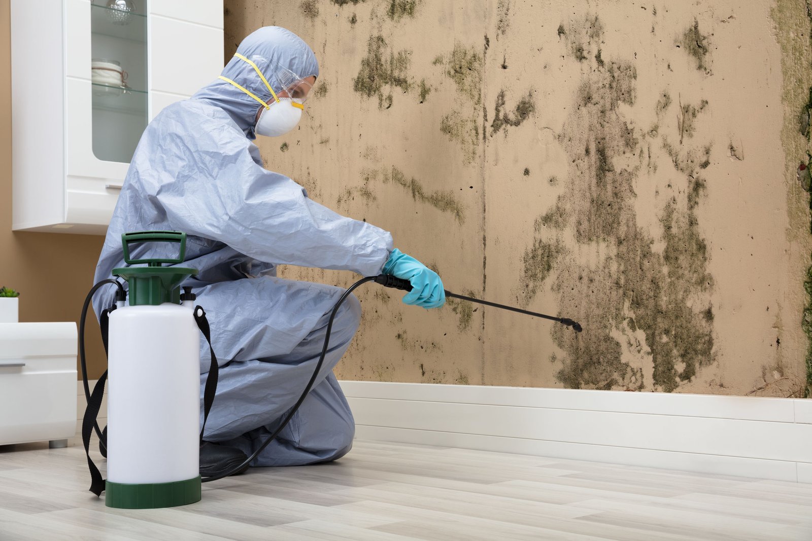 10 Signs You Need Mold Removal Services