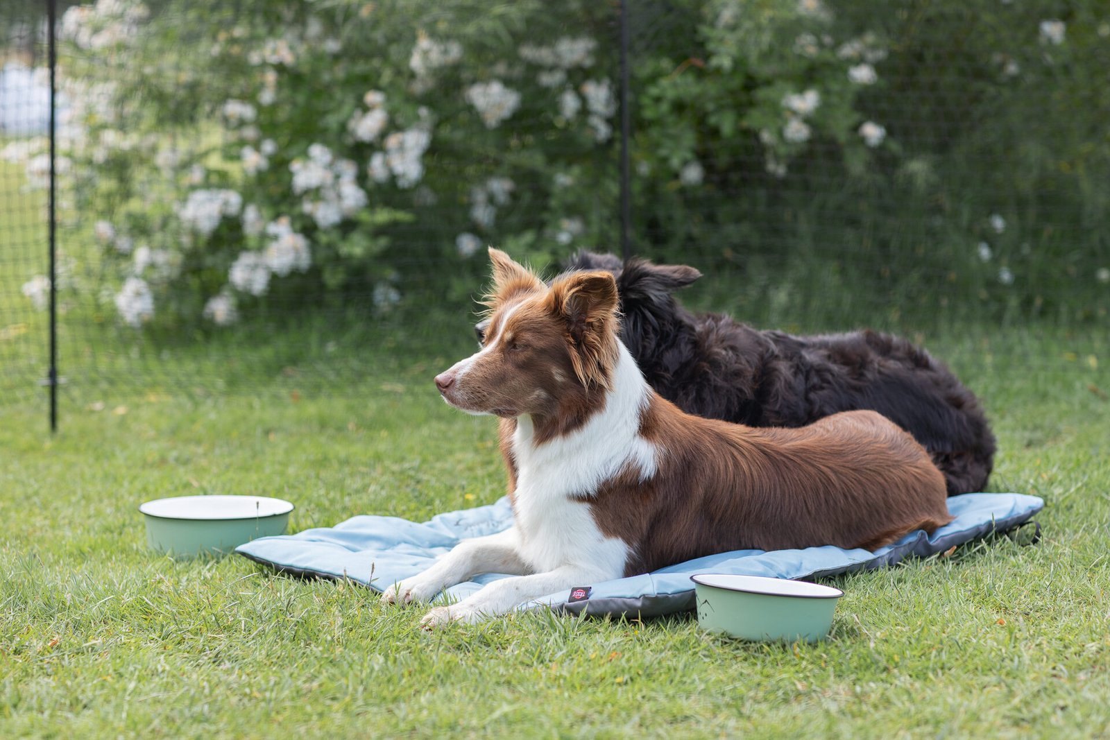 Essentieller Hundebedarf für das Wohlbefinden Ihres Hundes: FAQs