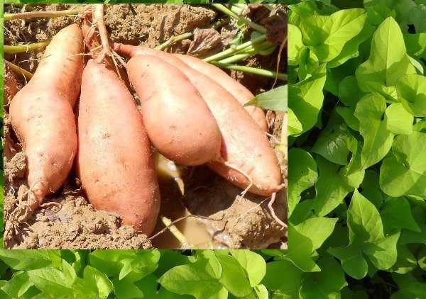 Sweet-Potato-Farming