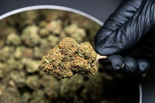 marijuana delivery nyc