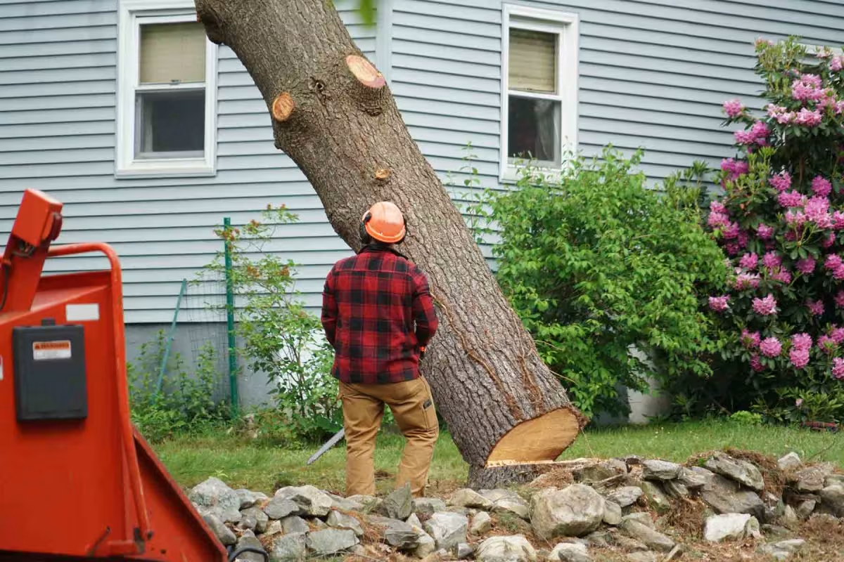 The Essential Guide to Tree Removal: What You Need to Know