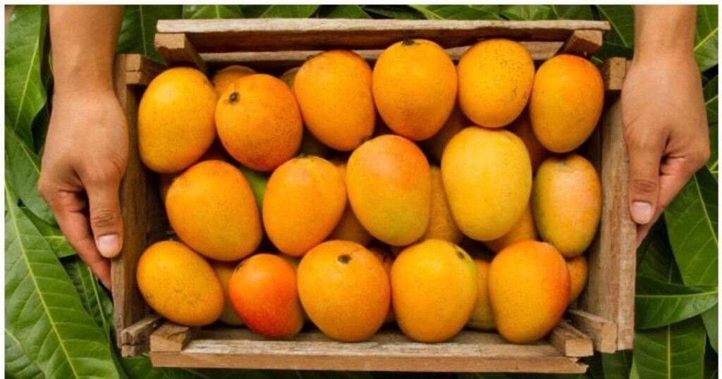 Mango Companies in Pakistan
