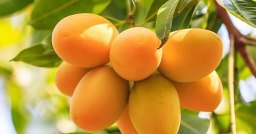 Buy Export Quality Chaunsa Mango