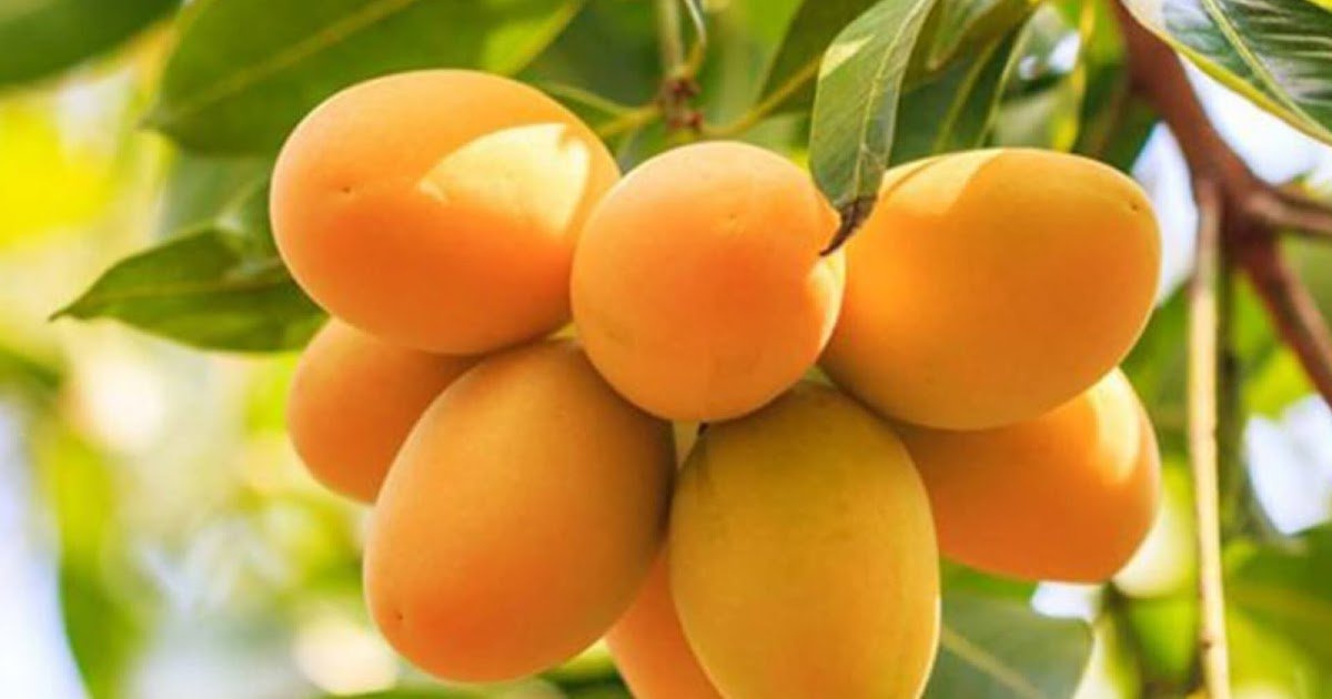 How to Safely Buy Export Quality Chaunsa Mango Online Without Being Scammed