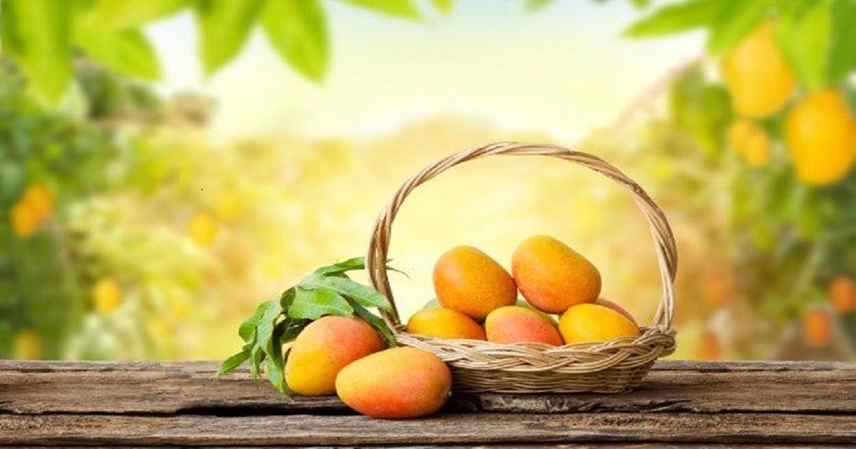 Mango Companies in Pakistan
