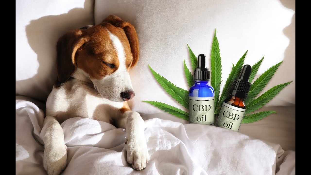 What Pet Owners Should Know About CBD Products for Dogs?
